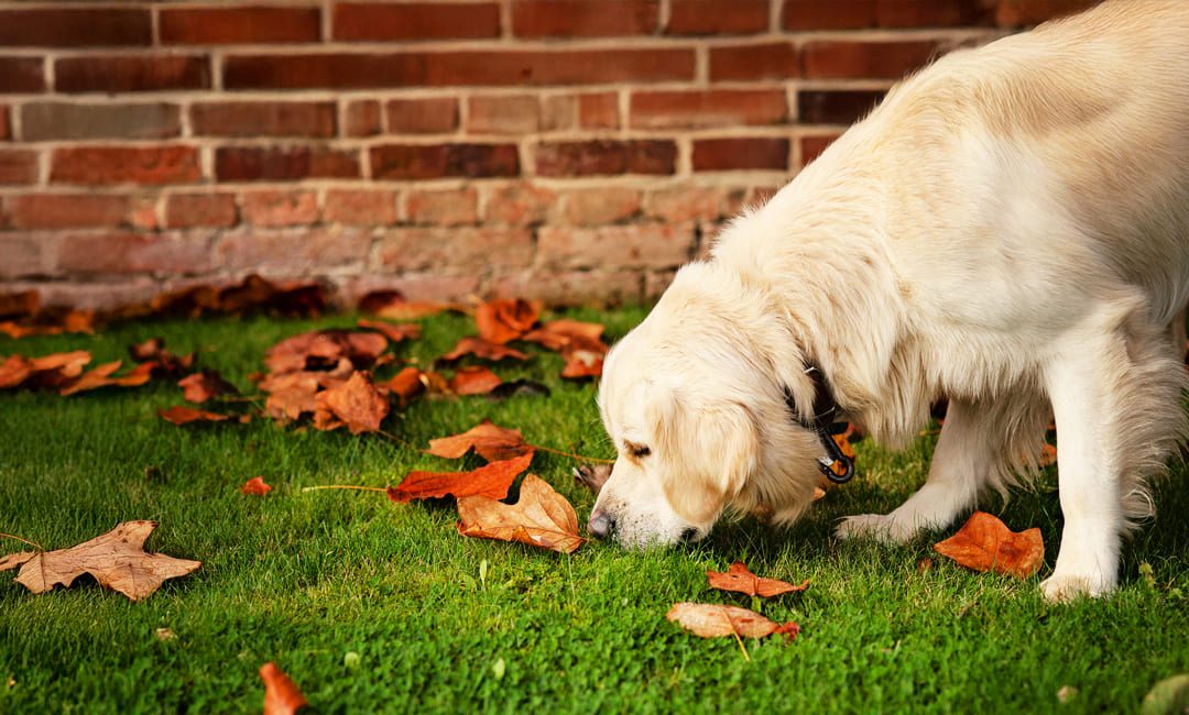“All That Sniffing Stuff is a Load of Rubbish!” Really?