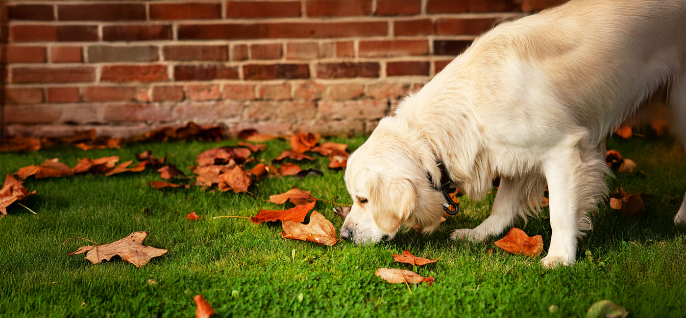 All That Sniffing Stuff is a Load of Rubbish. Really