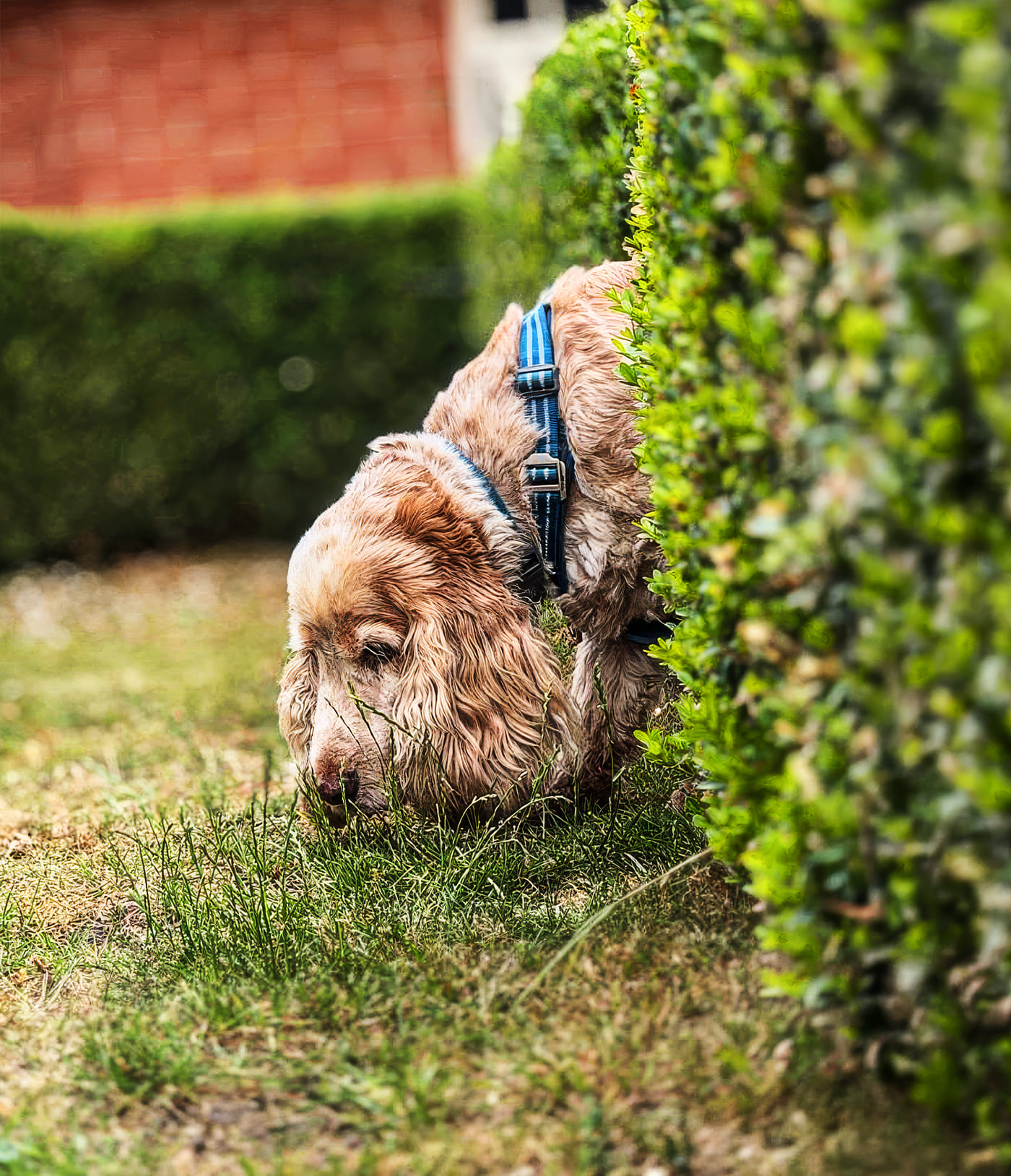 Garden Search Garden Search