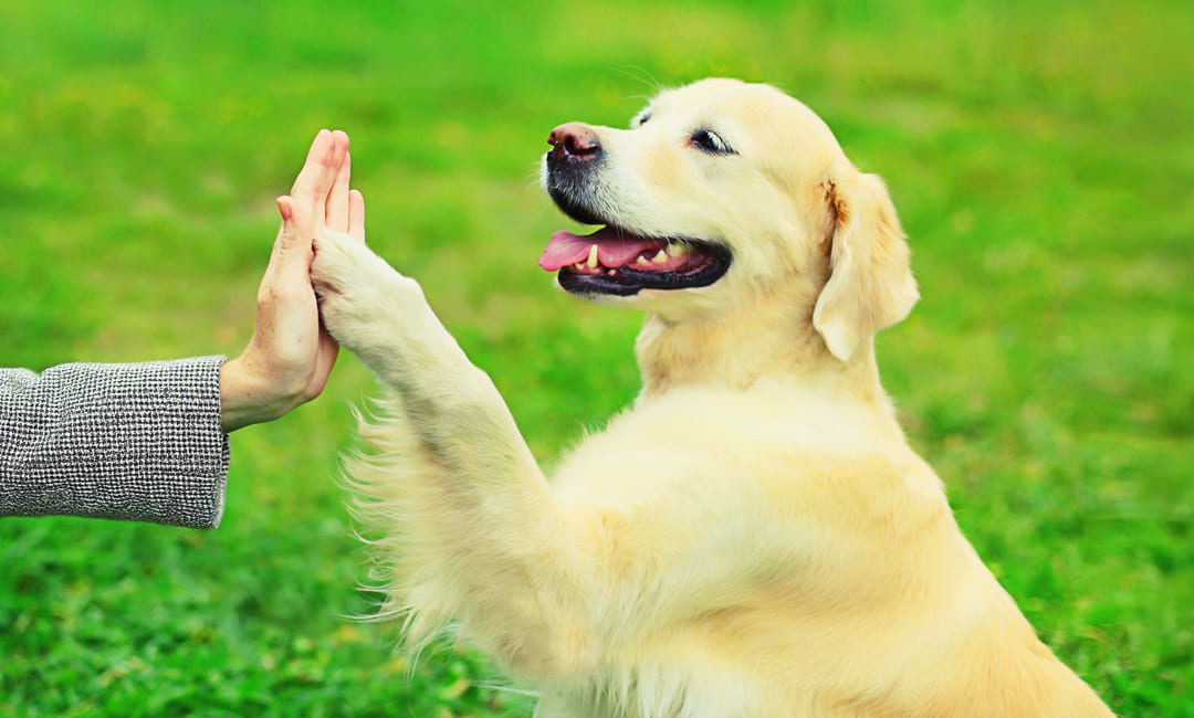 Feedback, Not Failure: What Your Dog Is Really Teaching You