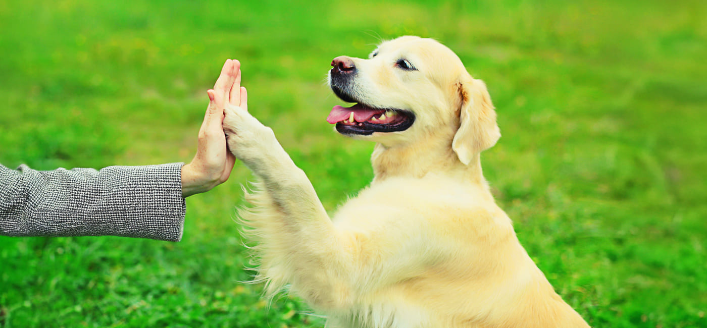 Feedback, Not Failure: What Your Dog Is Really Teaching You