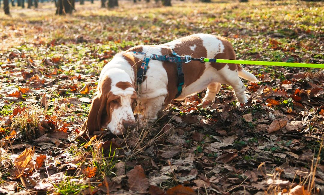 Is Scentwork Right for My Dog?
