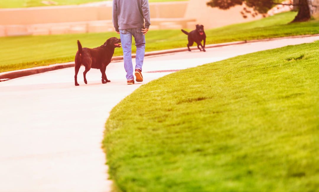 The Entitled Dog Owner