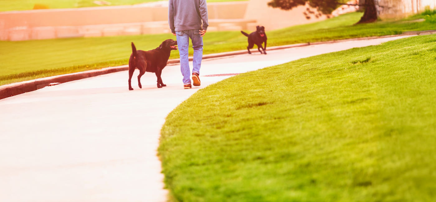 The Entitled Dog Owner