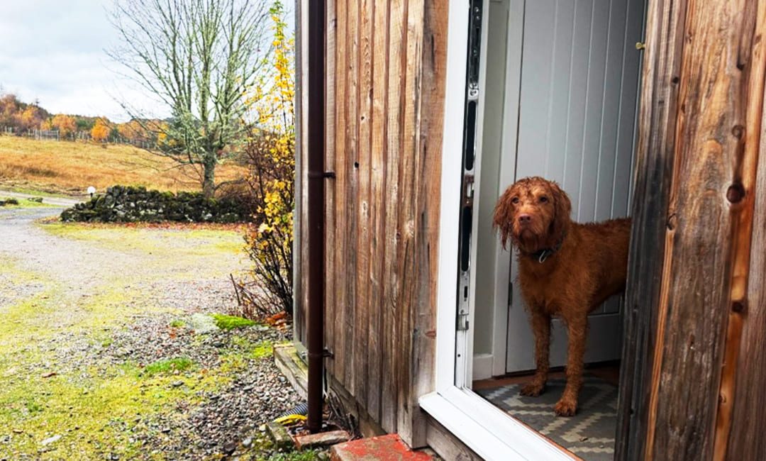 The life you thought you’d have with your dog