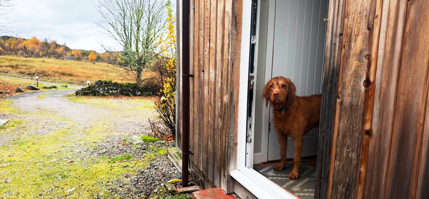 The life you thought you'd have with your dog