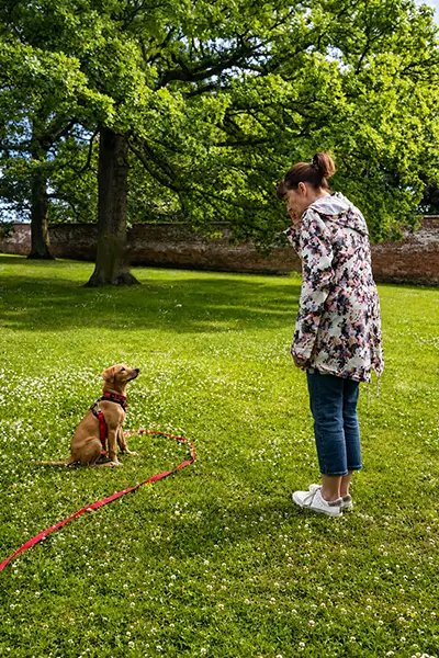 Person spending time with a dog during a personalised 1:1 training session