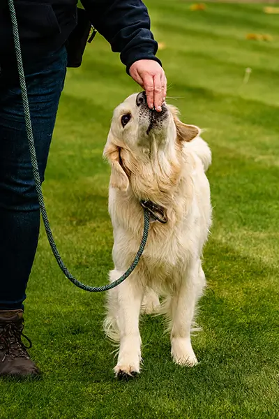 Dog taking part in a calm personalised 1:1 training session
