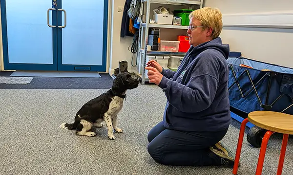 Louise engaging with a seated dog during a personalised 1:1 training session