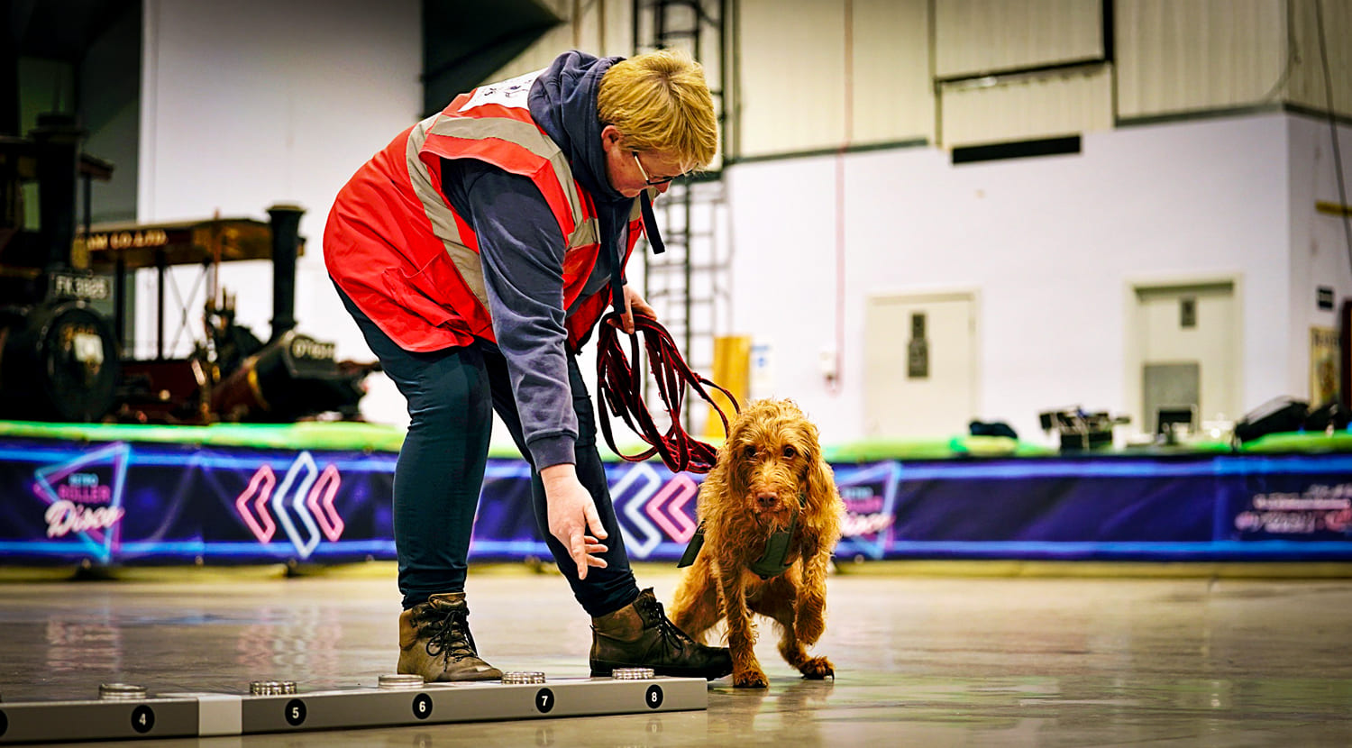 Wirehaired Vizsla carrying out a scentwork trial